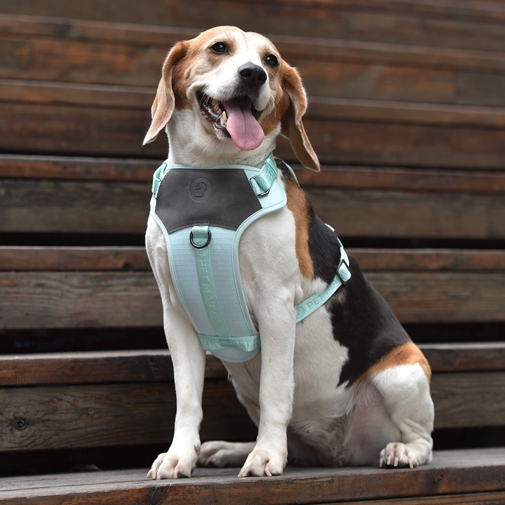 PETMARVEL Adjustable Embroidered Stylish Dog Harness