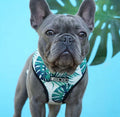 Small Pet Harness Samll Dog Harness
