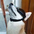 Pet Goggles Dog Sunglasses