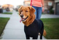 Four Legged Autumn and Winter Dog Clothing Elastic Dog Shirts