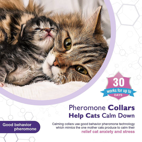 Cat Calm Comfort Collar