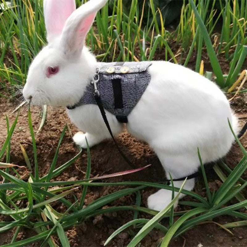 Rabbit leash rabbit dress pet leash
