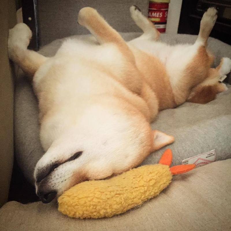 Fried Shrimp Tempura Dog Chew Toy Bite Squeaky Cute Stuffed