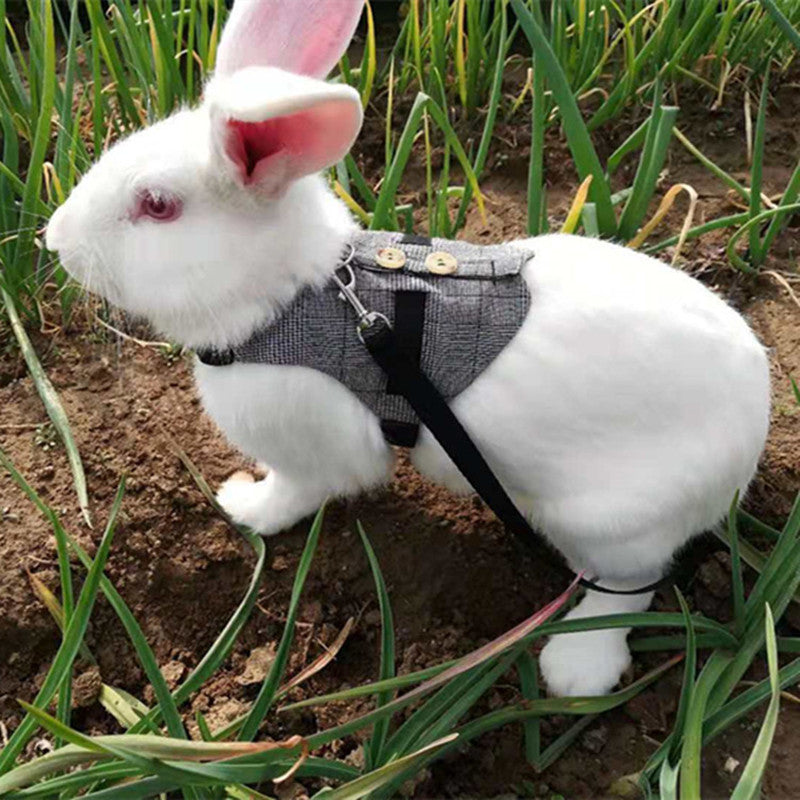 Rabbit leash rabbit dress pet leash