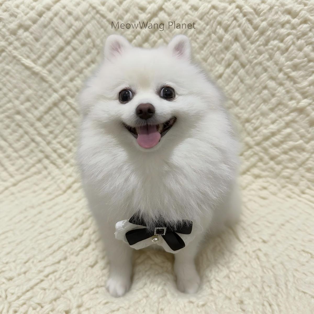 Dog Leash Cat Leash Luxury Lace Pet Harness Leash Set Elegant Inspired Adjustable Escape Proof Vest For Cats Small Dogs