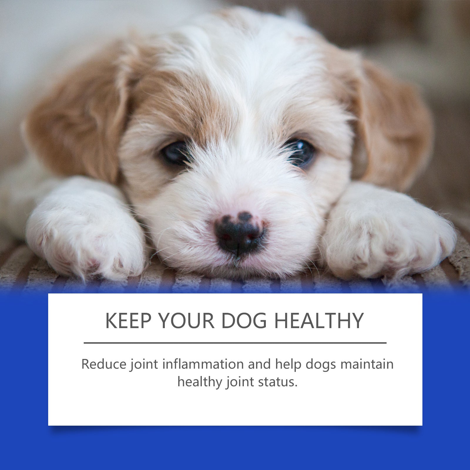Dog Joint Supplements