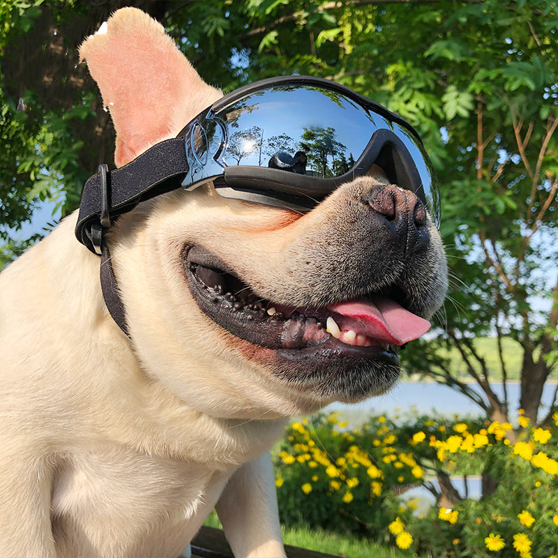 Windproof Pet Goggles Sunglasses