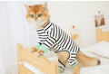 Four-Legged Clothing for Short Hair or Hairless Cats