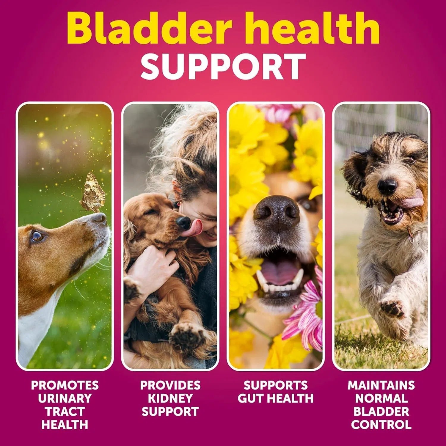 Dog UTI Treatment Cranberry Supplement